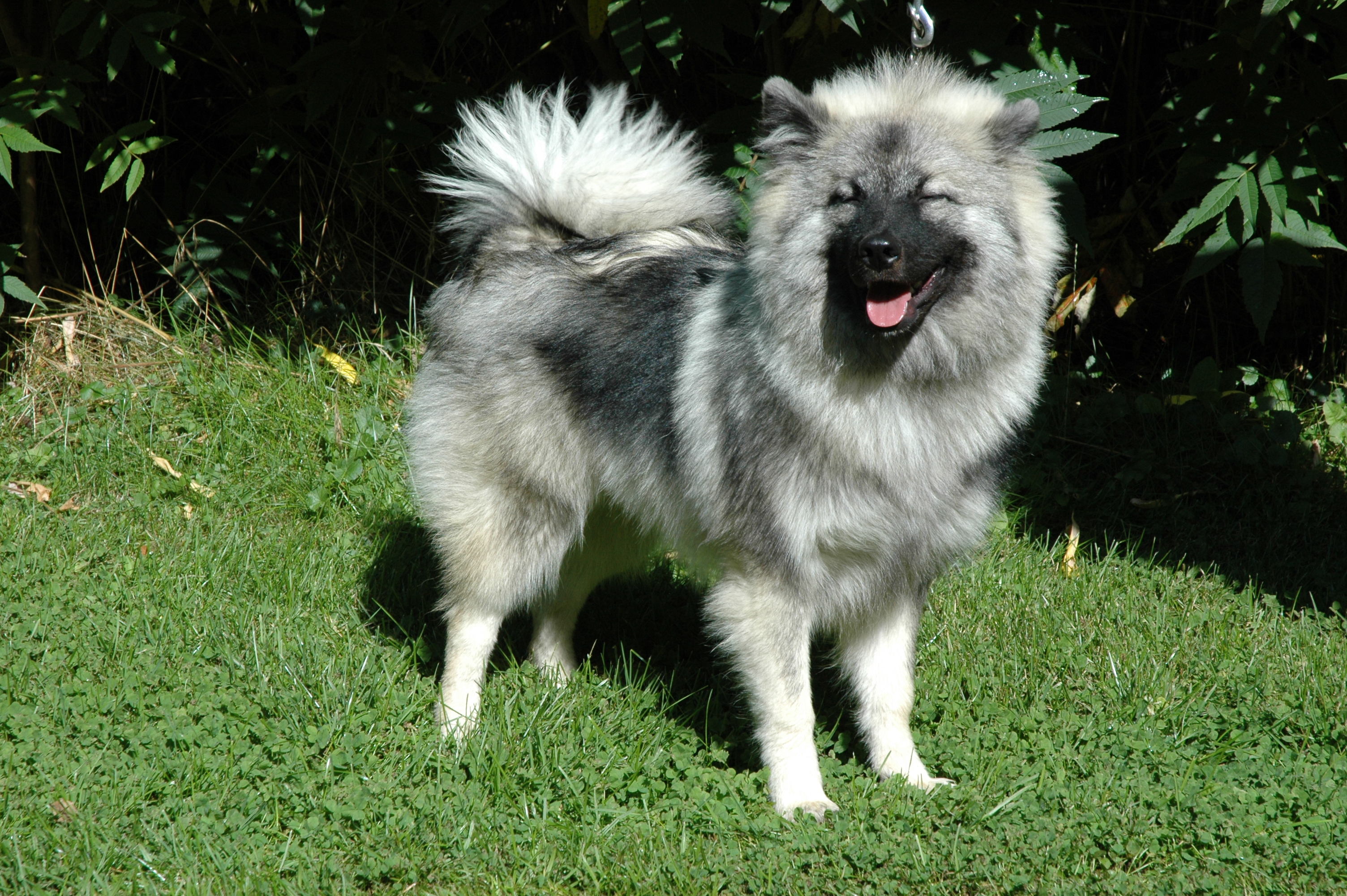 spitz keeshond